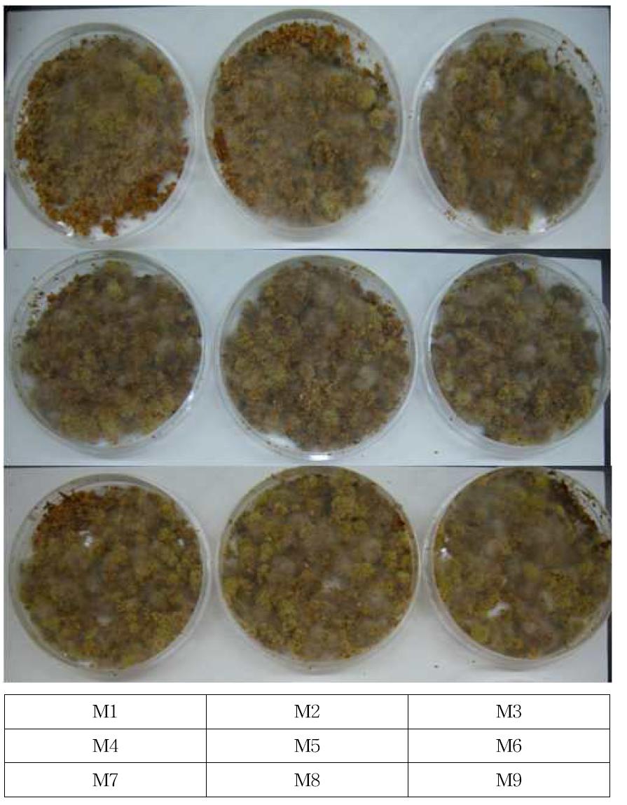 CMS 0% 가 혼합된 버섯배지에 미생물을 접종하여 발효시킨 사료의 경시적 변화
