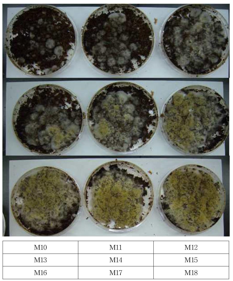 CMS 3% 가 혼합된 버섯배지에 미생물을 접종하여 발효시킨 사료의 경시적 변화
