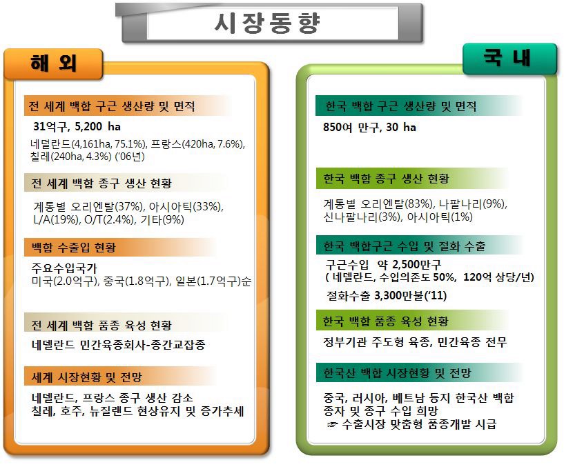 국내외 백합 시장동향