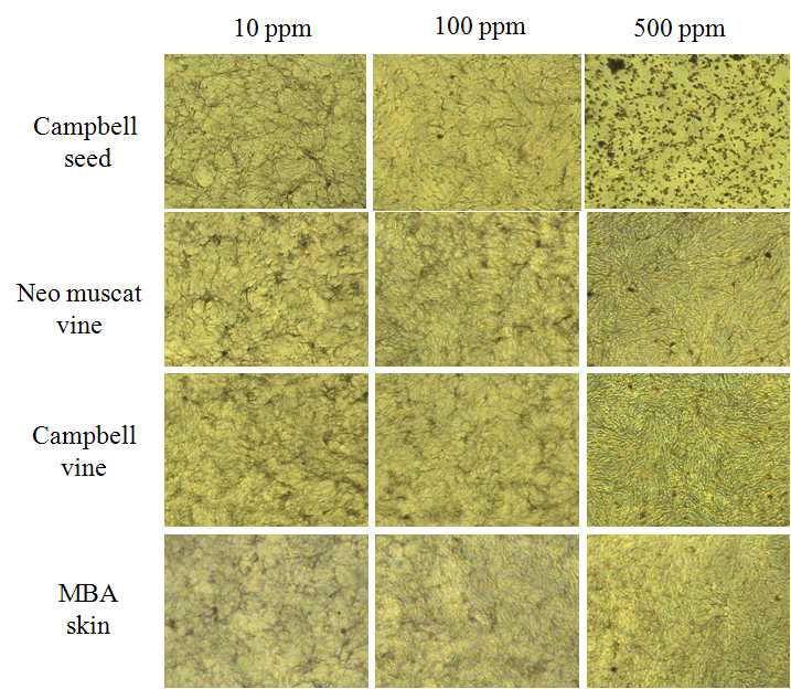 Morphological changes of Melan-a cells (after three days).