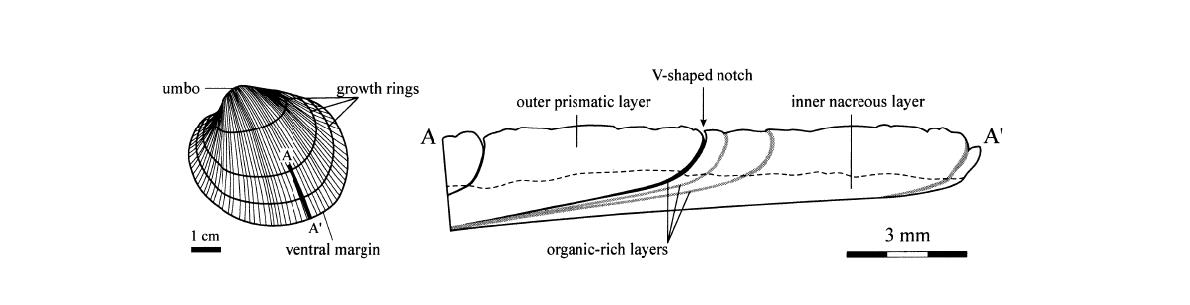 (left) External view of a Protothaca staminea shell (left valve) showing