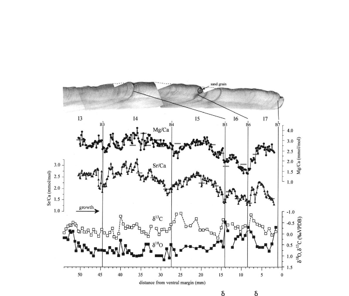 Cross-sectional photograph and Mg/Ca, Sr/Ca, δ13C, and δ18O profiles of