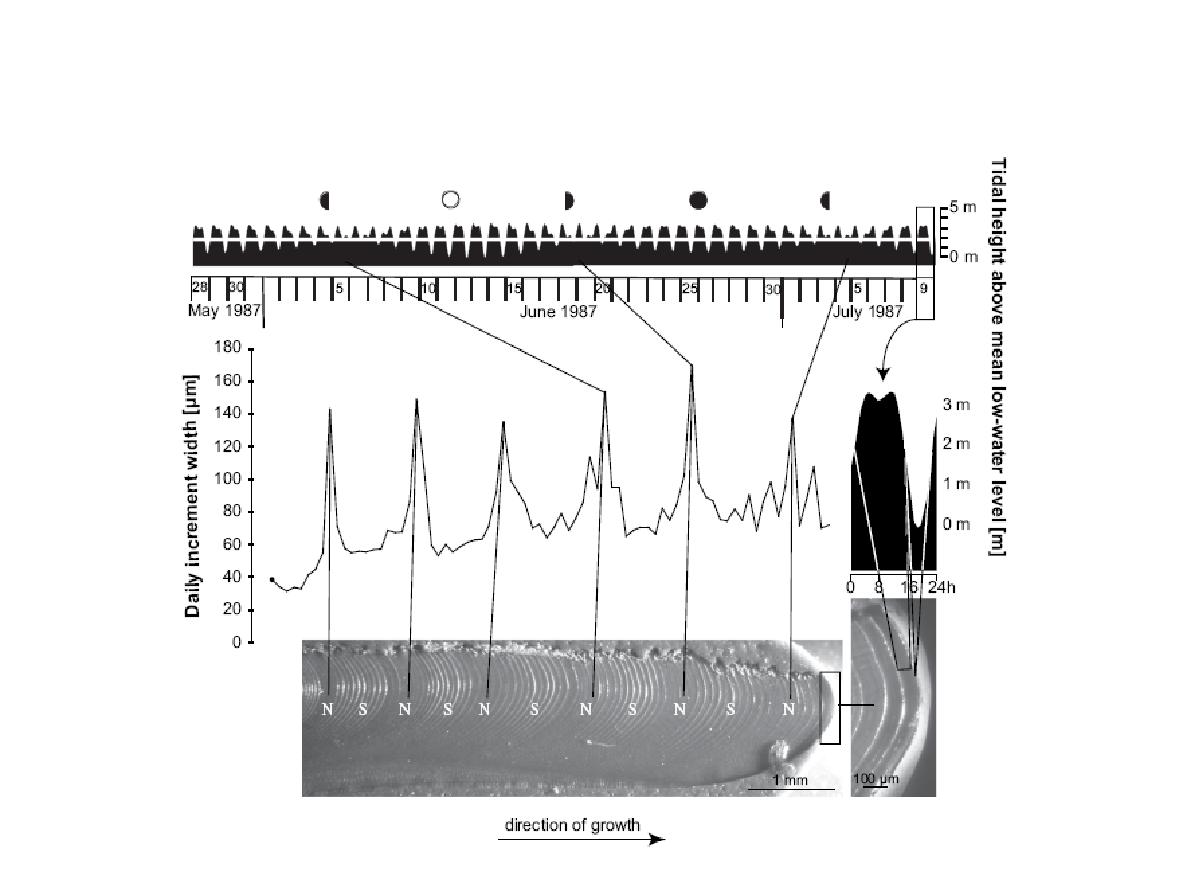 Spring neap tide cycles from 28th May 1987 to 9th July 1987 of Pender