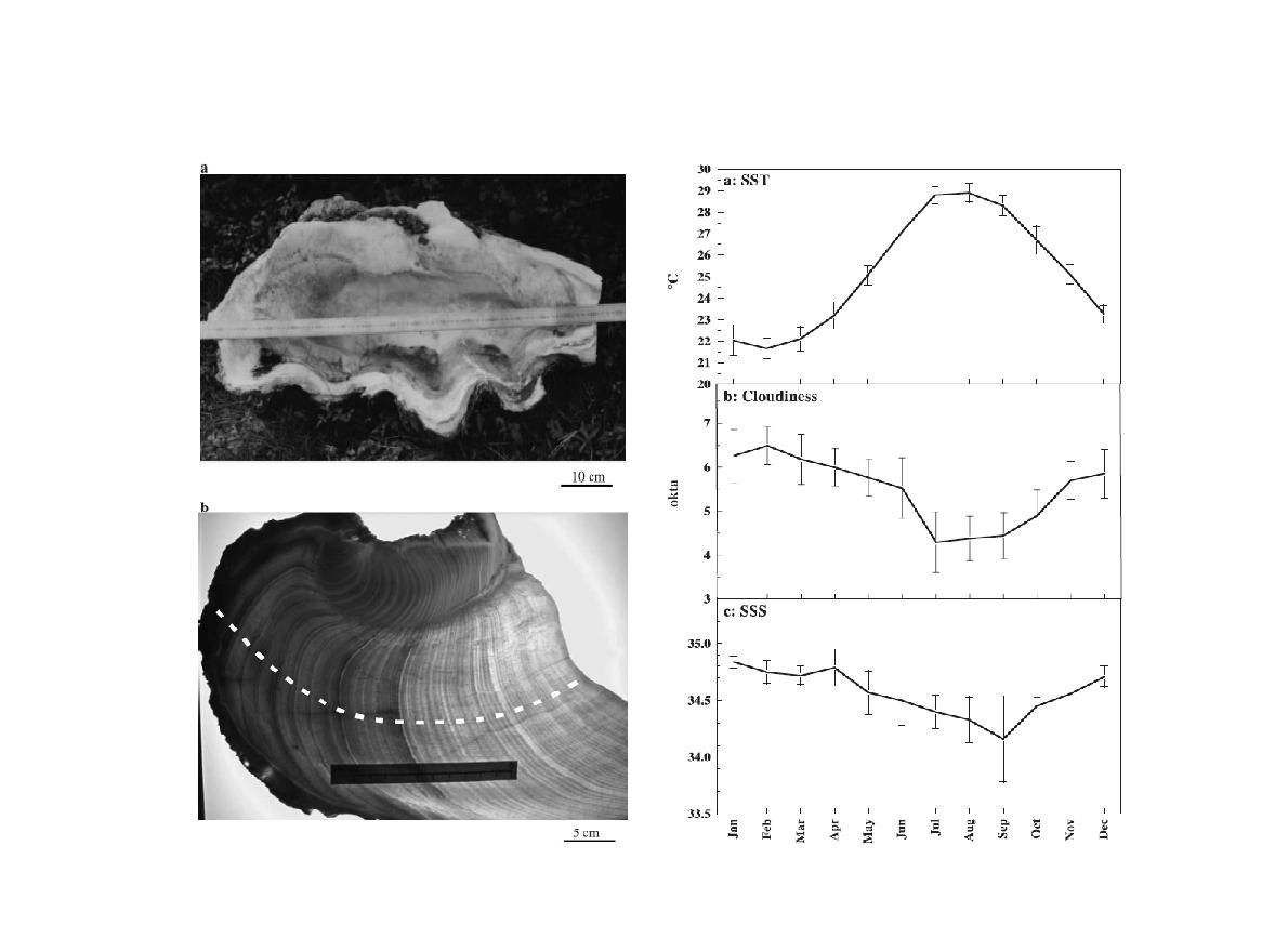 (Left) a) Tridacna gigas, LINNE, 1758, from Kume Island. b) Optical