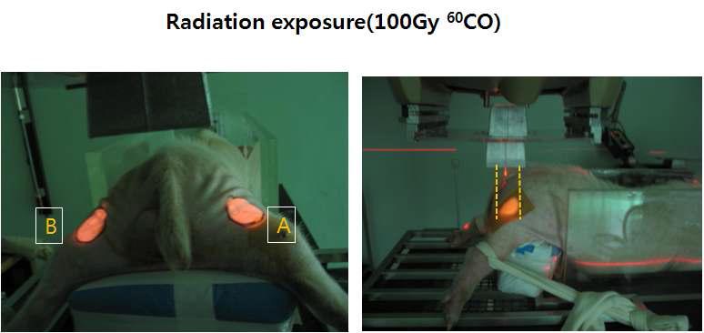 피부 방사선 국소 조사 모델: 60Co Gamma-ray irradiation unit을 이용한 감마방사선 조사 모습.