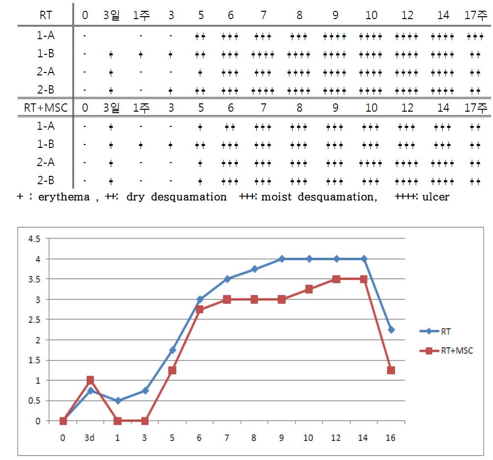 감마선 국소 조사 부위 상처 후 육안소견 score 평가