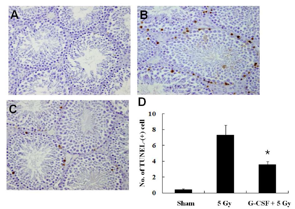 방사선 조사후 Apoptosis 발현 빈도