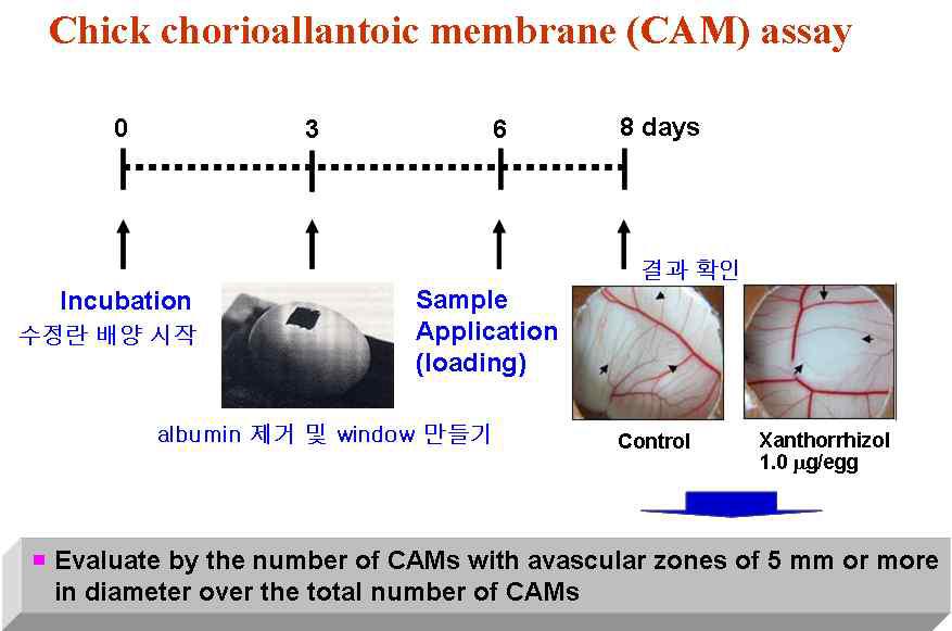 CAM assay 방법을 이용한 화합물들의 스크리닝