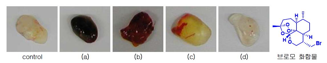 디옥소브로모 화합물의 matrigel plug assay 결과