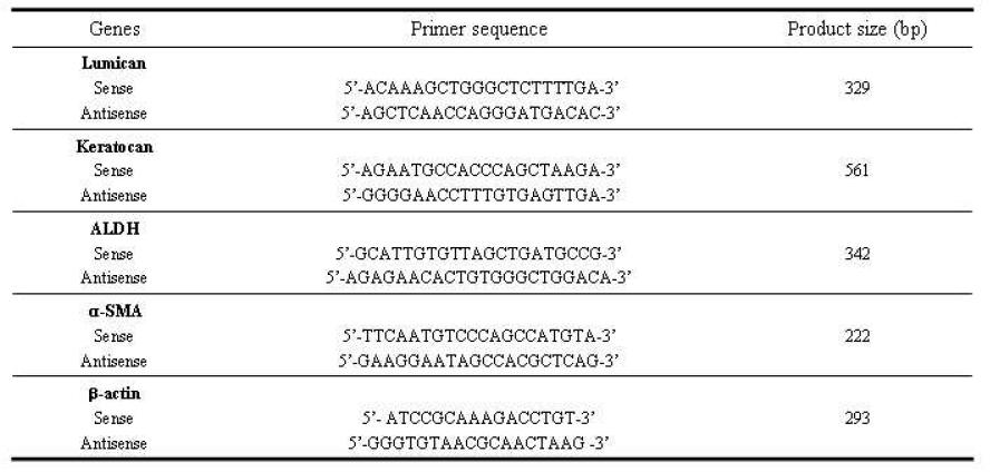 각막 간질세포 및 중배엽 줄기세포 표지유전자 RT-PCR primer 염기 서열