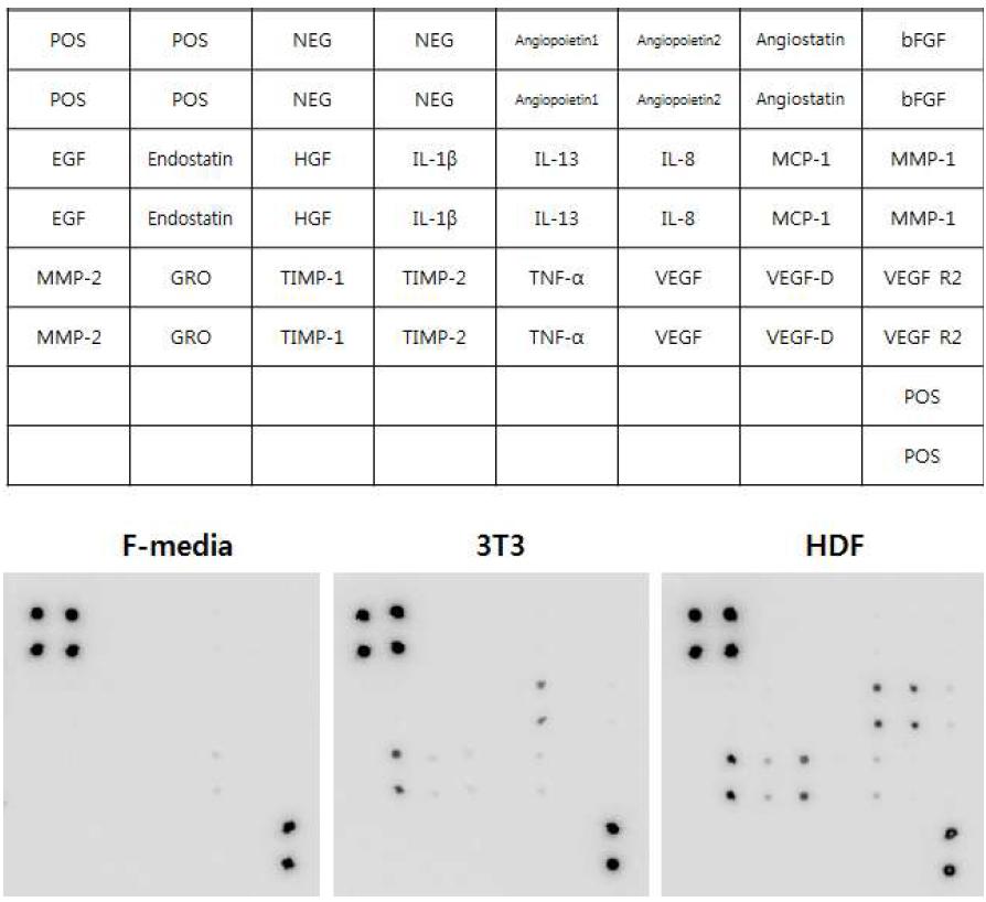 Comparative cytokine expressions in supernatant of 3T3 and HDF feeder cells.