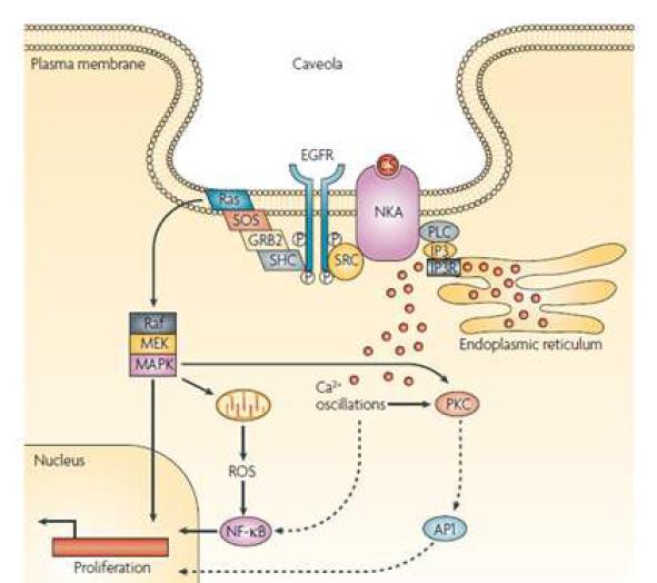 Na,K-ATPase signalosome (Nature Review Drug Discovery 2008, Ioannis Prassas and Eleftherios P.Diamandis)