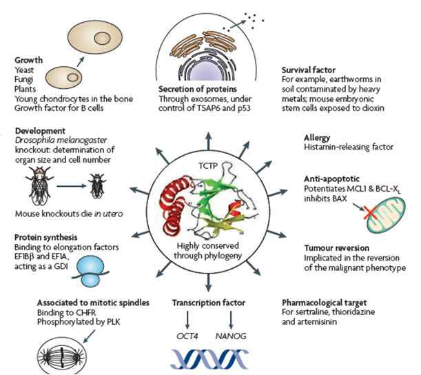 TCTP의 작용 (Nature Review Cancer, 2009, Adam Telerman and Robert Amson)