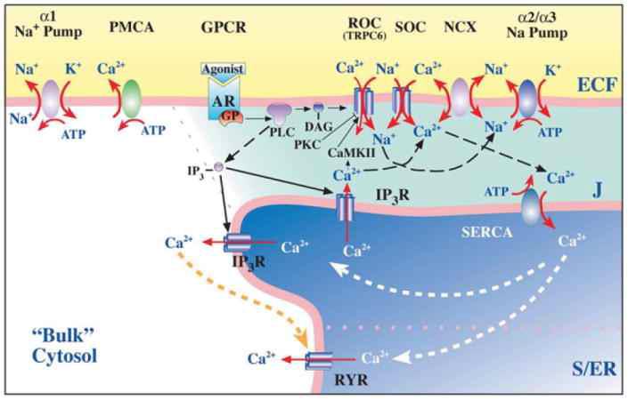 Model of the plasma membrane-junctional sarco-/endoplasmic reticulum (PM-jS/ER) region, the PLasmERosome, showing the location of key transport proteins involved in local control of jS/ER Ca2+ stores and Ca2+ signaling (Hypertension, 2009, Blaustein MP et al.).