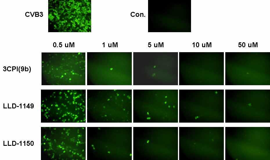 GFP 발현에 의한 3CPI 유도체들의 항바이러스 효능 검증