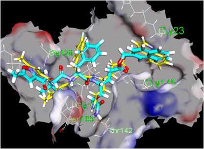 9a, 9e inhibitor의 docking study