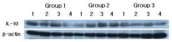 IL-10 western blot analysis showing 4 representative samples in each group.