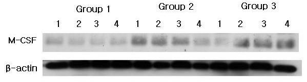 M-CSF Western analysis showing 4 representative samples in each group.