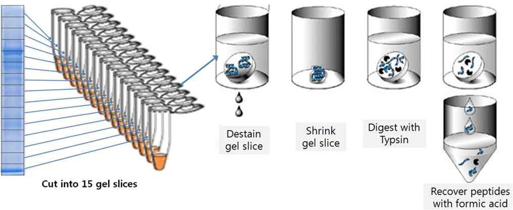 In-gel digestion