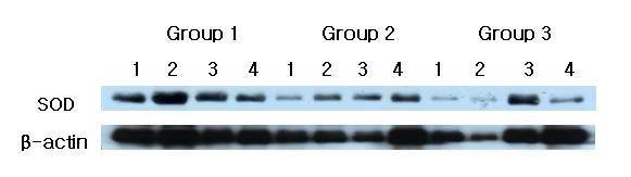 SOD Western analysis showing 4 representative samples in each group.