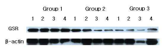 GSR Western analysis showing 4 representative samples in each group.