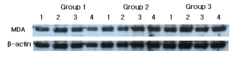 (A) MDA western blot analysis showing 4 presentive samples in each group.(B)Graphics showing the average amounts (ratio of MDA/β-actin) and standard deviation of MDA level in Groups 1-3