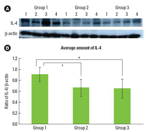 (A) Interleukin (IL)-4 western blot analysis showing 4 presentive samples in each group.(B)Graphics showing the average amounts (ratio of IL-4/β-actin) and standard deviation of IL-4 level in Groups 1-3