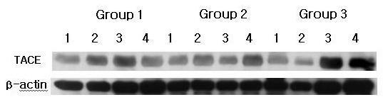 TACE western analysis showing 4 representative samples in each group.