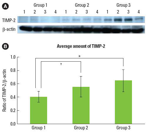 (A) Tissue inhibitor of matrix metalloproteinases-2(TIMP-2) western blot analysis showing 4 presentive samples in each group.(B)Graphics showing the average amounts (ratio of TIMP-2/β-actin) and standard deviation of TIMP-2 level in Groups 1-3