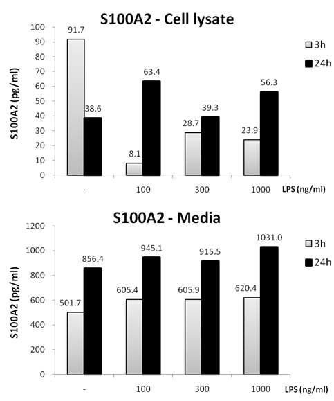 Jurkat cell에서 LPS 처리에 따른 S100A2의 단백질 발현과 분비된 S100A2의 양적 변화