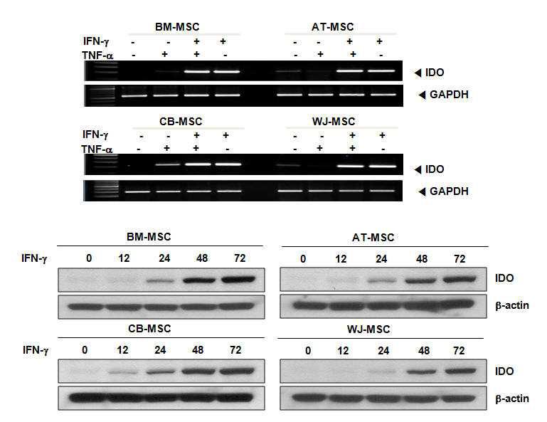 4가지 조직 유래 간엽줄기세포에서 IFN-γ와 TNF-α에 의한 IDO 유전자 발현