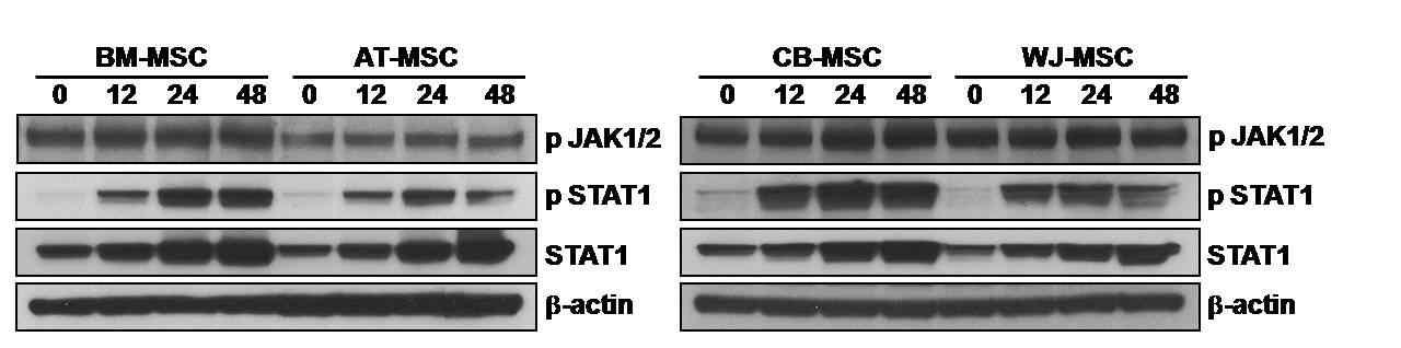4가지 조직 유래 간엽줄기세포에서 IFN-γ에 의한 STAT1의 활성화