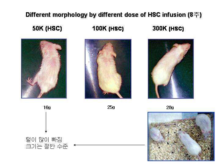 이식된 조혈모세포의 세포수에 따른 쥐의 형태적 비교
