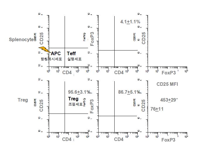 BALB/c 마우스 비장에서 분리한 CD4+CD25+Treg.