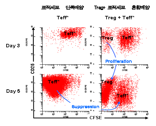 Treg와 표적세포(Teff)의 혼합배양 에서 Treg의 분열증식이 더 우세함.