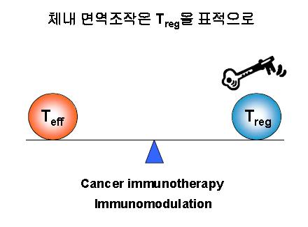 생체내 면역조작의 표적 은 반응을 실행하거나 유도하는 쪽(Teff)이 아니라 조절하는 쪽 (Treg)이 되어야 한다.
