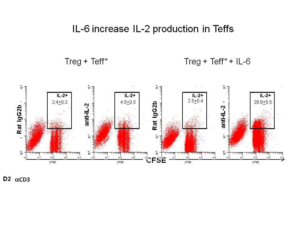 IL-6에 의해 Teff의 IL-2 생산이 증가됨.