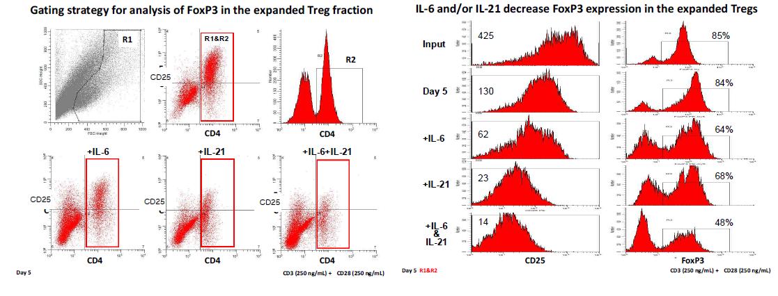 IL-6나 IL-21에 의한 contra-suppression 기전의 하나로 Treg 증폭 후 FoxP3+ 분획과 CD25 발현이 감소됨을 확인.