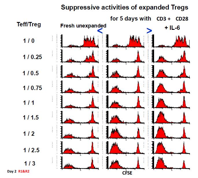 증폭된 Treg(가운데)이 증폭하지 않은(fresh, 왼쪽) Treg 에 비해 억제 활성이 우월함. 증 폭시 IL-6를 넣어준 경우(오른 쪽)에는 억제 활성이 저하됨.
