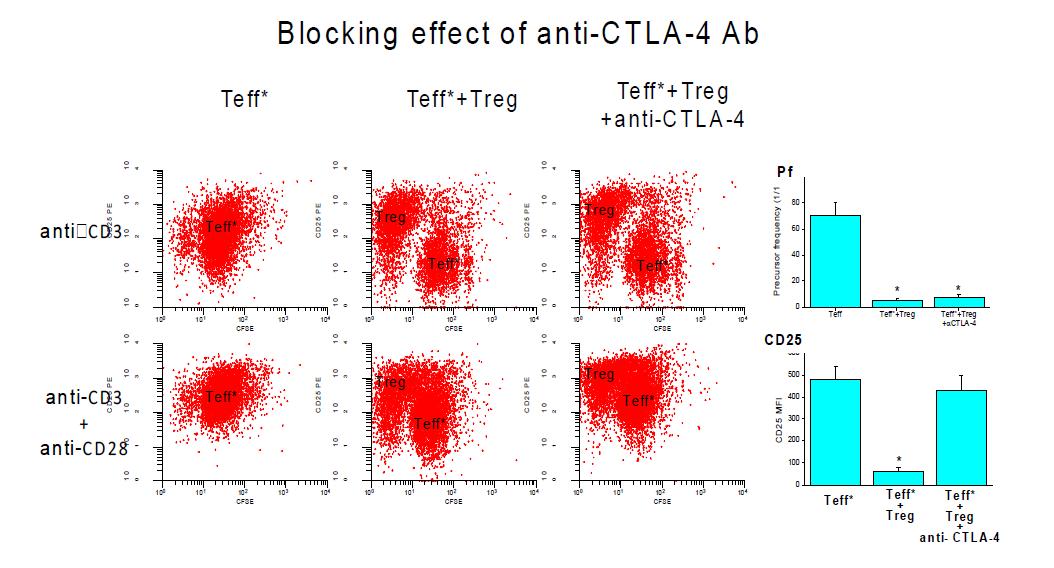 CTLA-4 차단에 의한 Treg 억제 활성 변화. 본 연구자의 세밀한 억제활성 정량 분석 에 의하면, 항-CTLA-4 항체에 의해 anti-CD3+anti-CD28 자극에 대한 CD25 MFI 지표는 회 복이 되지만, anti-CD3 자극에 대한 precursor frequency는 회복되지 못함. 즉, 강한 자극에 대해서는 Treg의 활성을 억제하지만, 약한 자극시에는 Treg의 억제 작용을 변화시키지 못함.