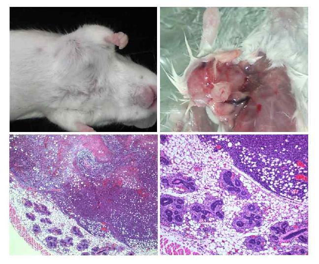 마우스 유방암 모델. 4T1 세포를 피하 주사 후 관찰된 종양. H&E x40, x100.