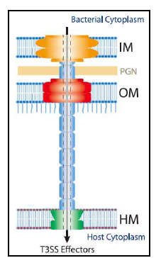T3SS의 구조