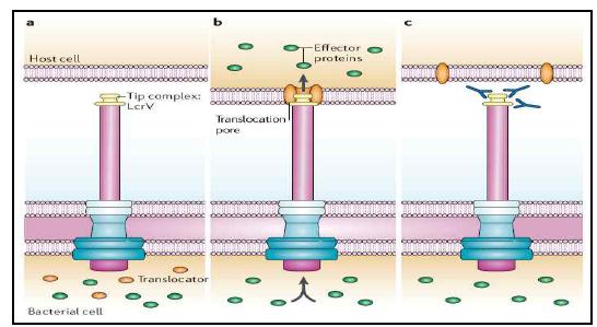 translocon과 effector의 가상분비모델