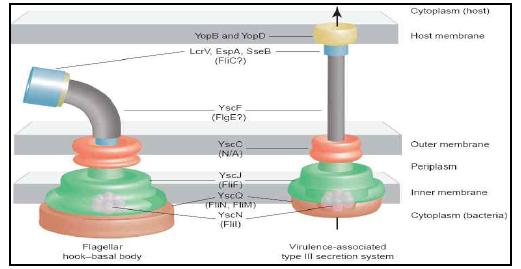 편모와 병독성 T3SS 구조의 유사성