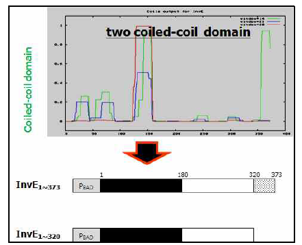 InvE의 coiled-coil 분석 및 재조합 플라스미드