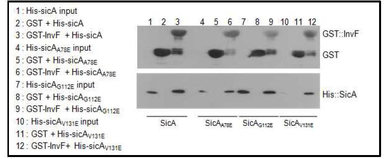 InvF와 SicAA78E, SicAG112E, SicAV131E의 in-vitro 결합실험