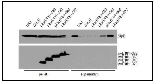 SipB 분비에 필요한 InvE의 C-말단부위의 확인