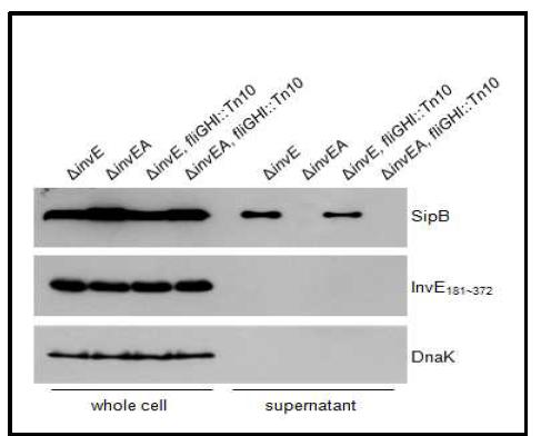 InvE181~372에서 SipB의 분비확인