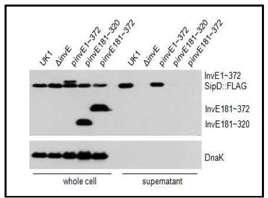 InvE181~372에서 SipD의 분비확인