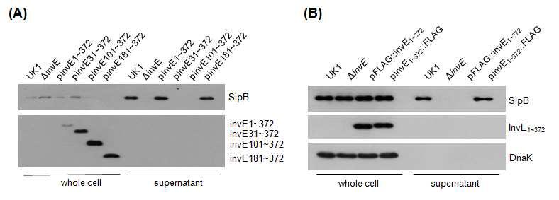 InvE의 N-말단 결핍에 따른 SipB의 분비